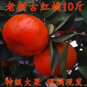 四川红橘 万州红桔大红袍橘子重庆万县陈允斌