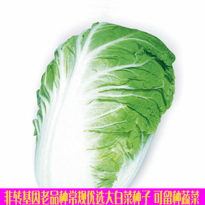 非转基因老品种常规大白菜种子 阳台庭院春秋播可留种蔬菜 span class