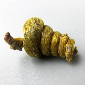 龙头凤尾草图片