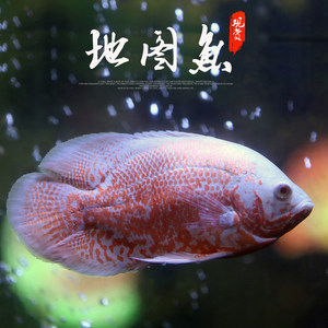 血鹦鹉鱼活体发财鱼风水鱼中大型热带观赏鱼红