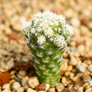 白鸟多肉植物老桩专场