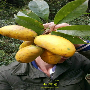 4斤新鲜野果木通果牛藤果拿藤包八月炸九月瓜黄牛卵坨果牛哈卵泡