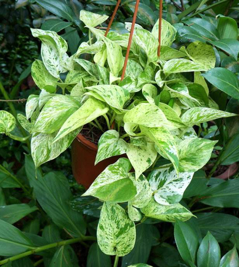 雪花葛 白金葛盆栽 桌面盆栽 阳台绿植 净化空气 吸甲醛 四季常绿