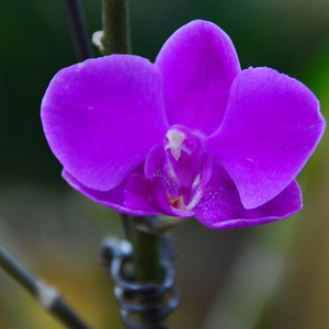 蝴蝶兰花苗办公室内高档兰花带花剑年宵花卉紫色花期长四季植物