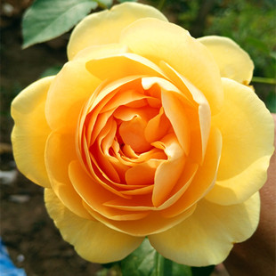 欧洲月季 欧月 格雷厄姆托马斯 藤本月季 庭院南北阳台花卉耐阴