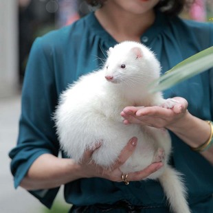 安哥鲁宠物雪貂活体安格鲁小型白貂幼崽另类萌宠家养动物【定金】