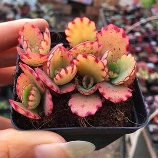 满额包邮多肉植物【宽叶不死鸟又名蕾丝公主】绿色的阳台花卉肉肉