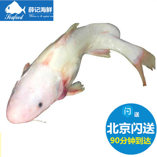 白色江团鱼是什么鱼?图片
