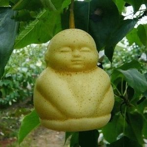 人生果树苗盆栽地栽南方北方种植嫁接水果树苗