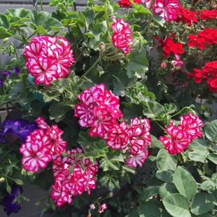 天竺葵 蔓天洛丽塔 洛蕾塔 阳台之王花卉 盆栽垂吊花卉 中苗