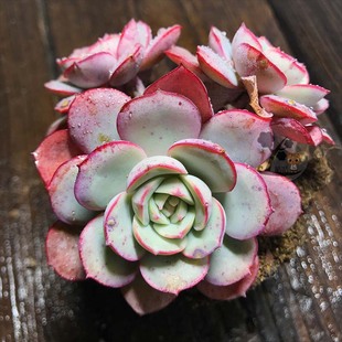比利时玫瑰026多肉一物一拍凌波仙子多肉植物云南精品多肉
