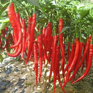 红辣椒新鲜七星椒蔬菜小米椒超辣泰椒朝天椒指天椒土辣椒5斤装