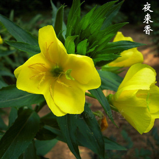 ( 0折) 天貓 夜來香花苗 帶花盆栽 夜來香大苗驅除蚊蟲苗 夜來香