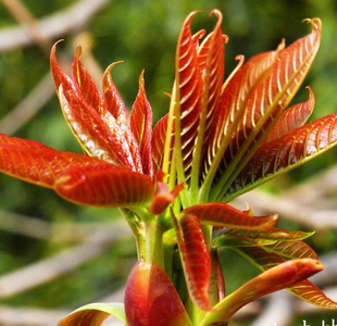 香椿树苗 四季速生香椿 绿色新鲜蔬菜 香椿芽头香春芽菜