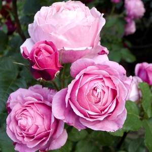 f13以马内利修女/纽曼姐妹青莲居法国月季苗盆栽加仑灌木庭院花卉