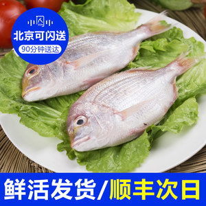 約800g/條 野生鮮活加吉魚 加利魚真鯛海魚 span class=h>海鮮 /span>