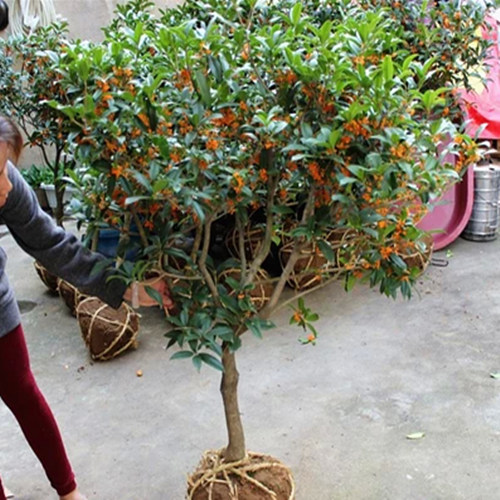 特價出售桂花樹苗 桂花 盆栽綠植 沉香桂 金桂 丹桂 四季桂 盆景