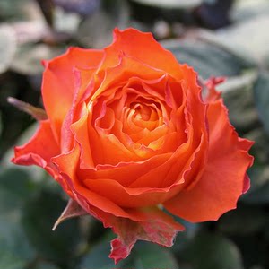 浪漫橙色月季花专场