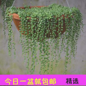 【长佛珠多肉植物价格】最新长佛珠多肉植物价