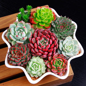 多 span class=h>肉 /span> span class=h>植物 /span>绿植花卉多 