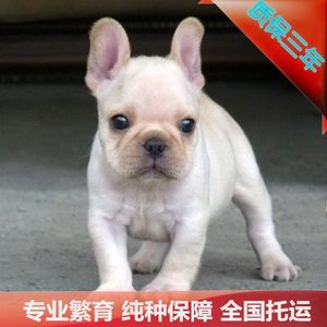 【北京宠物寄养狗价格】最新北京宠物寄养狗价