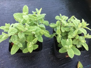 [浣花草堂]三十多种香草苗之*凤梨薄荷(斑不稳定)