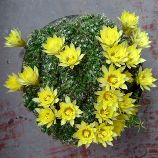 金星 海王星mammillaria longimamma乳突球属开花仙人球开花植物