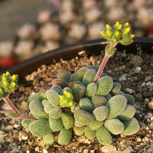 康兔子多肉植物专场