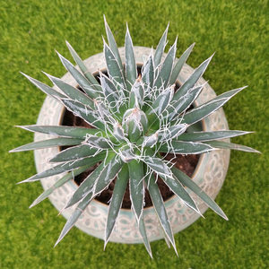 多肉植物龙舌兰植物 树冰龙舌兰 防辐射肉肉植物包邮 多肉植物批