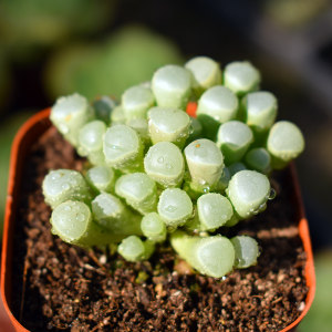 五十铃玉 多肉植物喜阴喜水多肉植物