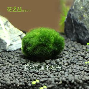 绿藻球\/绿球藻 前景水草造景 鱼缸水草虾缸 养易