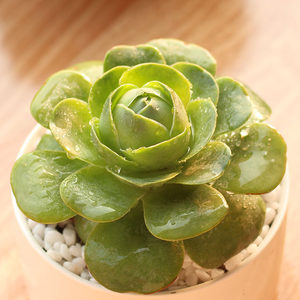 大颗白玉鸡蛋 span class=h>玫瑰 /span>多肉植物 span class=h>山地 