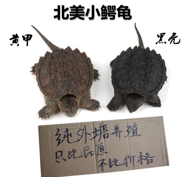 小鳄龟活体乌龟宠物龟大乌龟大鳄龟鳄鱼龟食用鳄龟1-15斤 包邮