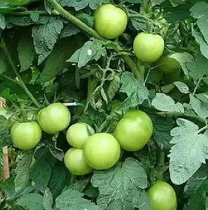 青苹果番茄专场