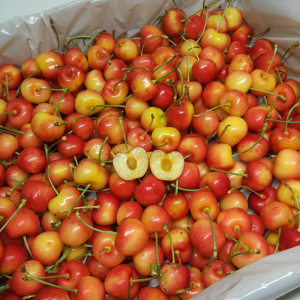 智利黄金 span class=h>车厘子 /span> span class=h>进口 /span> 