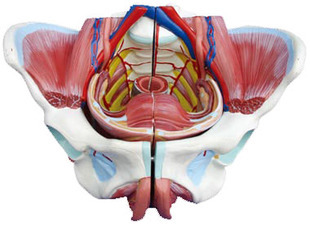 女性骨盆附生殖器與血管神經模型 生殖泌尿系統盆腔結構計劃生育