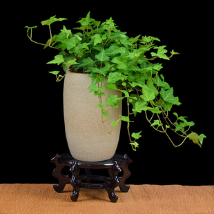 栀子花文竹富贵竹发财树常春藤植物盆栽办公室内客厅绿植花卉盆景