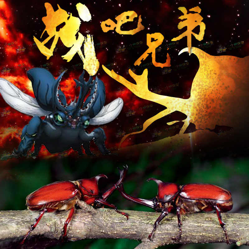 淘宝 爬虫饲养盒爬宠箱蜘蛛角蛙守宫盒蜥蜴宠物蛇蜗牛活体昆虫乌龟缸