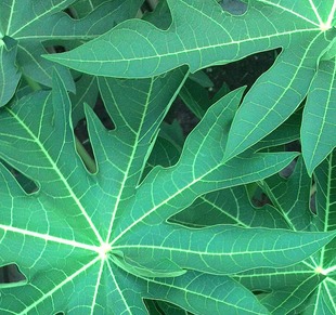 新鲜现采木瓜叶农家木瓜叶番木瓜叶500g1份 鲜品尽量发顺丰快递