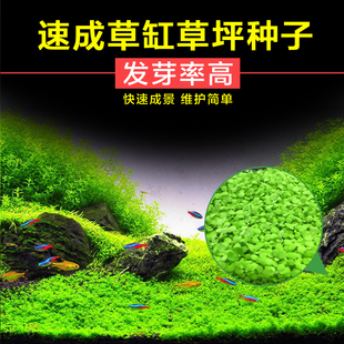 莫斯合集造景魚缸水草前景草莫絲珊瑚莫斯翡翠莫斯片裝水草2301 ￥9.