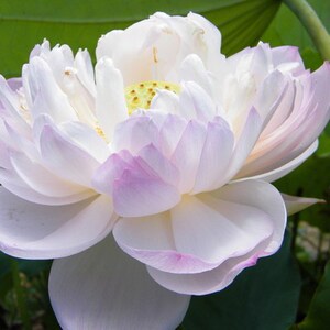 【七彩碗莲图片】七彩碗莲图片大全_好便宜网