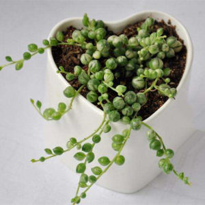 五十铃玉 多肉植物喜阴喜水多肉植物