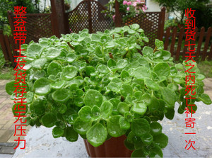 碰碰香盆栽绿植多肉一抹香一摸香 驱蚊草盆栽薄 span class=h>荷 