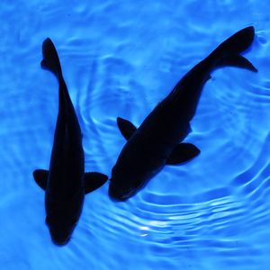 【观赏鱼冷水鱼图片】观赏鱼冷水鱼图片大全