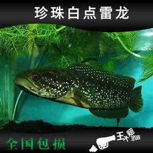 珍珠白點雷龍魚活體月鱧苗七星魚山花魚山斑魚點秤魚秤星光魚冷水