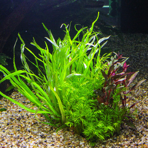 class=h>大 /span> span class=h>宝塔 /span>水族箱装饰植物活体真 