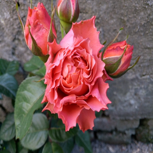日月我爱你多季重复盛开花期长切花灌木月季花苗庭院绿植花卉盆栽