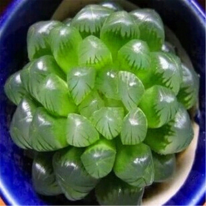 盆栽透明雨露植物多肉仙人防辐射办公室内创意仙人易存活茶几