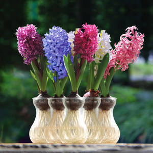 植物盆栽风信子图片