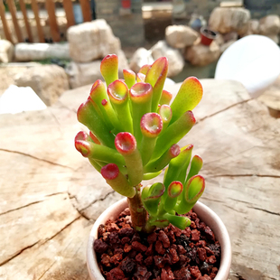 时间园艺 吸财树 筒叶花月 老桩一物一拍 多肉植物